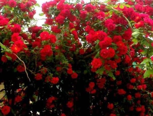 红木香花如何种植？适合哪些土壤和光照