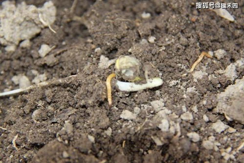 生物防治新思路