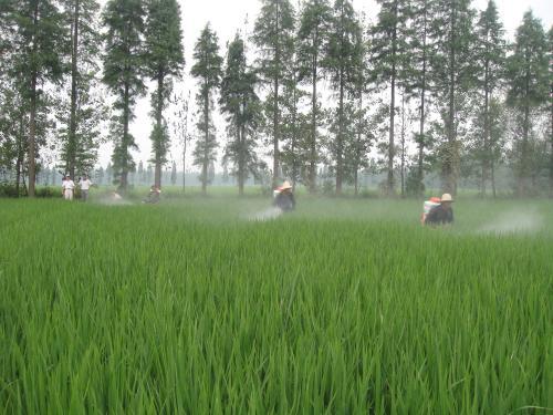 清晨或傍晚， 避开阳光直射