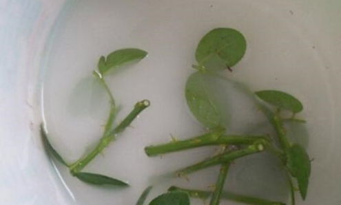 月季花养护秘籍：矿泉水瓶变身育苗器， 7天白根冒出