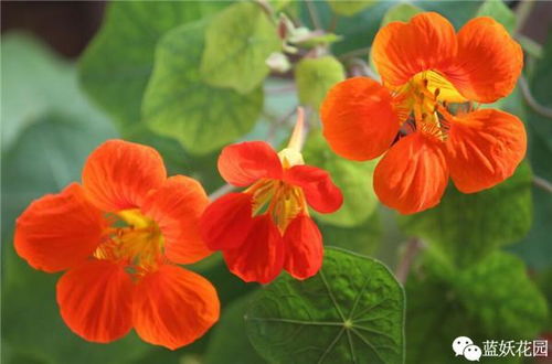 种植旱金莲的乐趣