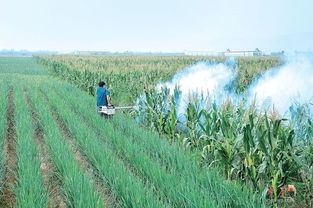 喷洒杀虫剂后遇雨，多久后喷洒效果不会受影响？