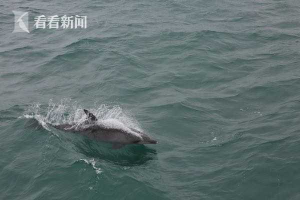 海豚花，为何形似海豚