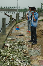 鱼塘农药使用须知