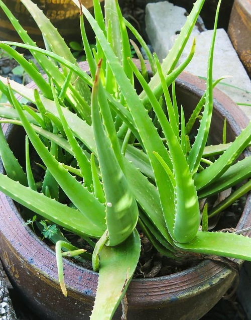 芦荟怎么养才能快速长大？