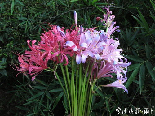 玫瑰石蒜的花语究竟蕴含着怎样的魅力