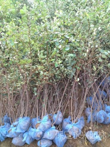 阳光充足， 不嫩少