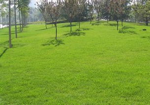 剪股颖：耐寒的草坪草种