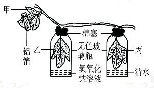 黄豆生长过程中，哪个阶段是光合作用和根系吸收养分最旺盛的时期