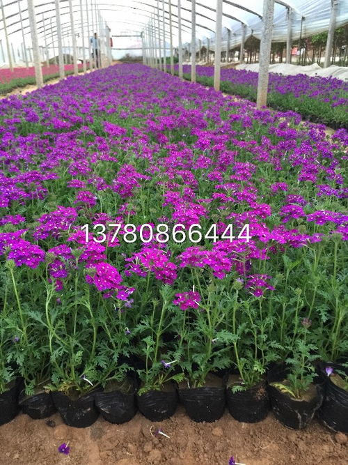 四川基地的宿根栽培实验