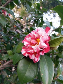 山茶花蕾去哪了？