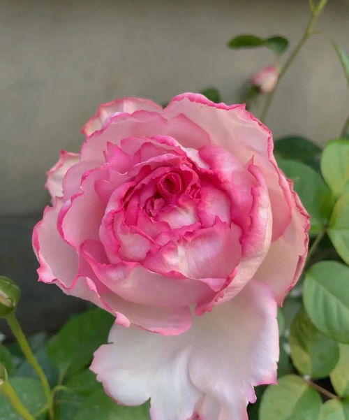 26、 乔伊斯巴登月季