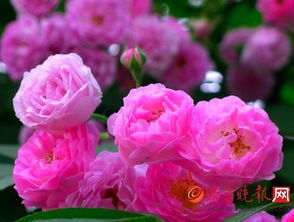 蔷薇花温柔绽放，探花之美，#蔷薇花养护#