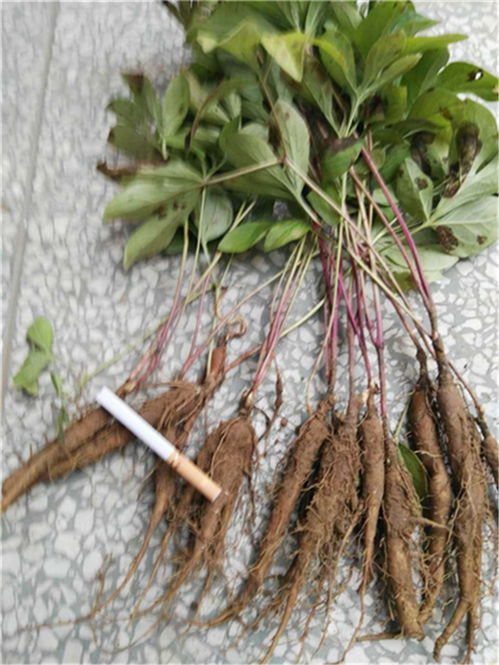 2. 道地达韩苗后芍药2号除草剂