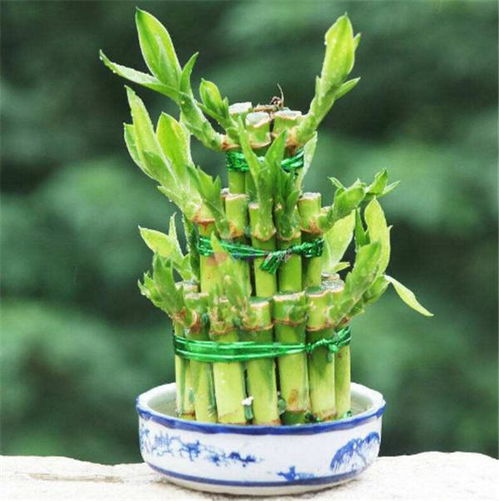 水养富贵竹，如何让它们旺盛生长