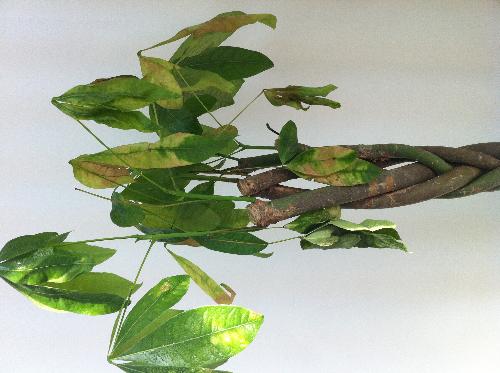 枯叶病，别被名字骗了