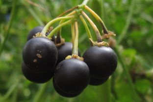 龙眼花期保鲜技巧：如何延长果实保存期限？