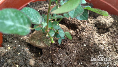 剪枝的技巧，你get了吗？