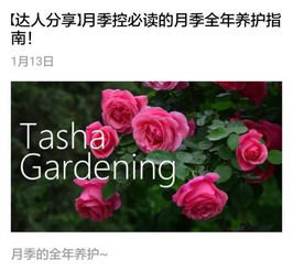 玫瑰花最好看的品种有哪些？养花达人告诉你答案