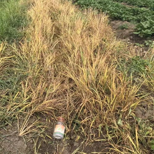 草甘膦钾盐， 6-8天见效，7-10天左右死草
