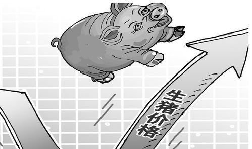 猪价为何疯涨？饲料成本飙升与供需博弈背后的真相是什么？