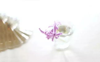 蝴蝶兰（T