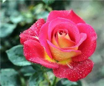 扦插技巧， 细节决定成败