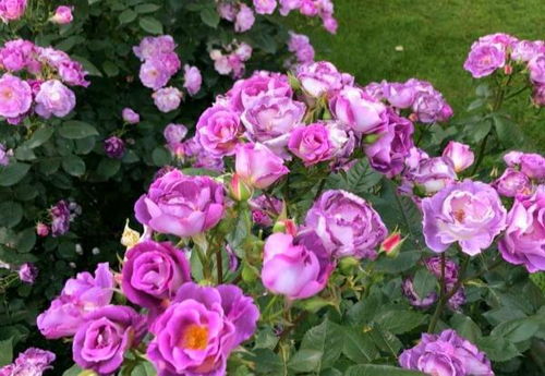 注意事项：种花也要讲技巧