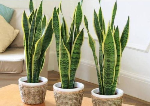 虎皮兰的美丽邂逅：与哪些花儿共舞？