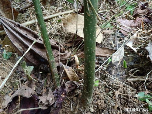 丹参根：活血化瘀的代表性药材