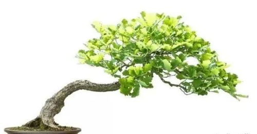 盆景铝线蟠扎的正确使用