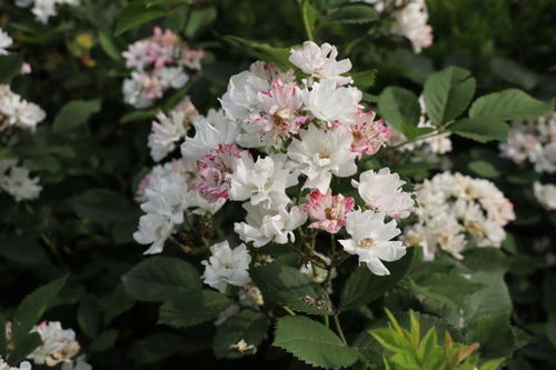 气候适宜， 成活无忧