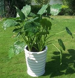 滴水观音：观叶植物的佼佼者