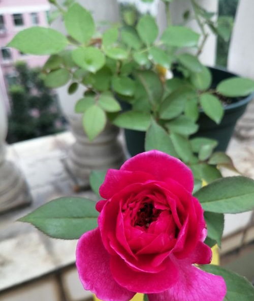 月季换盆，土壤配比有讲究