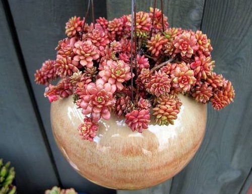 选对品种， 多肉爆盆第一步