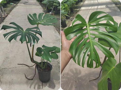 龟背竹老桩如何正确养殖和养护，才能使其茁壮成长并保持美观