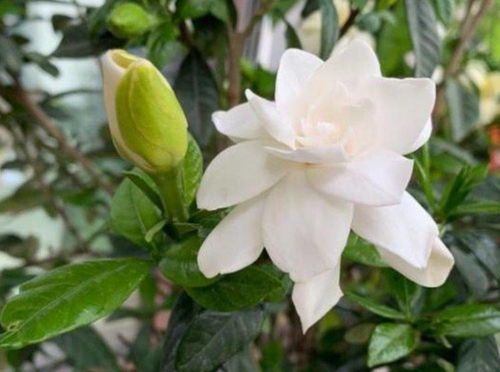 栀子花能不能放卧室？养花新手必看指南