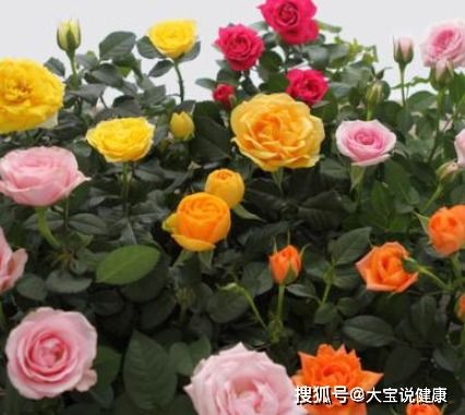 花型独特， 夏日少花