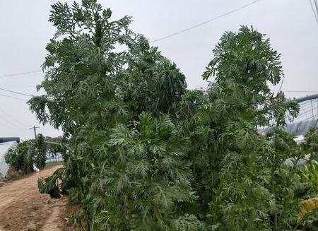 冬日里的美丽植物， 为家添彩