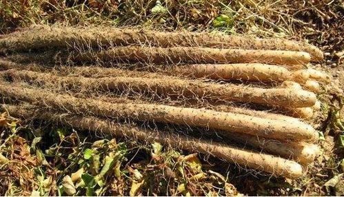 防治措施：多种农药任你选