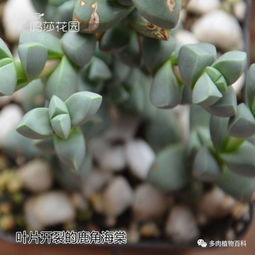 多肉叶子裂了如何挽救
