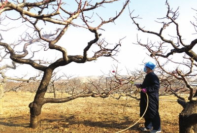 树龄大了搬家也费劲