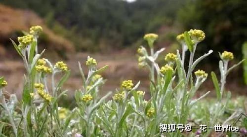 办公族的秘密武器：迷迭香和芦荟