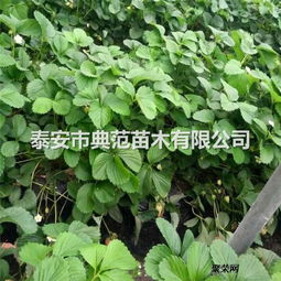 “大招财树，如何挑选优质苗子