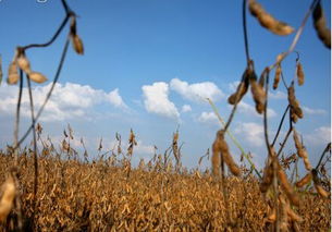 生死抉择：种棉花还是玩特色？