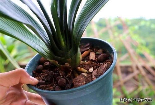 君子兰换盆土，了解养护技巧与步骤