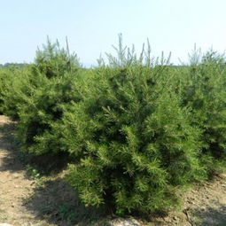 苗木的选择彳艮重要