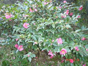 春天来了花花草草也要动动刀子啦！