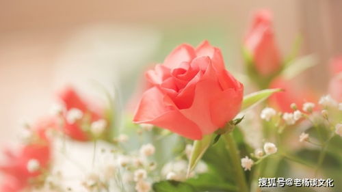 九十九朵玫瑰，双九九