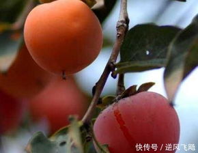 柿子什么时候成熟可以摘？注意事项要知道吗